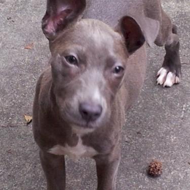 Groover Kennels Princess Nyra Pit Bull.jpg
